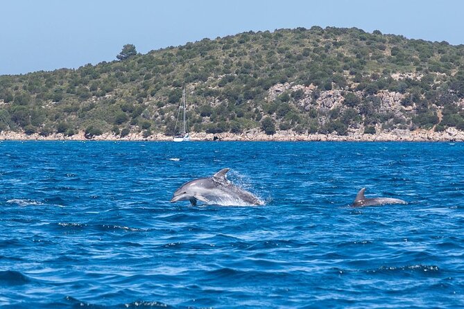Dolphins Rib boat (up 6 people) Private - The Skipper Can Shape the Whole Morning