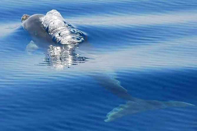 Dolphins Search and Benagil Caves from Albufeira - The fast ride along the Algarve coast