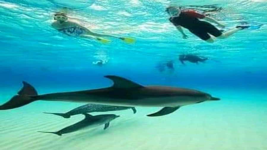 Dolphins & Snorkeling Zanzibar: Mnemba Island Tour - Reaching Mnemba Atoll from Zanzibar’s northeast coast
