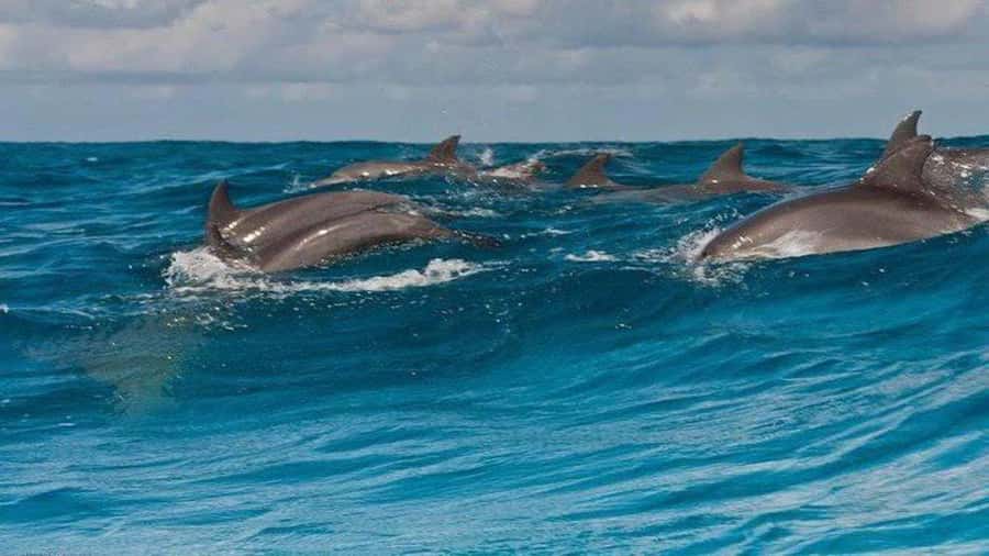 Dolphins & Snorkeling Zanzibar: Mnemba Island Tour - Two hours around the coral reef