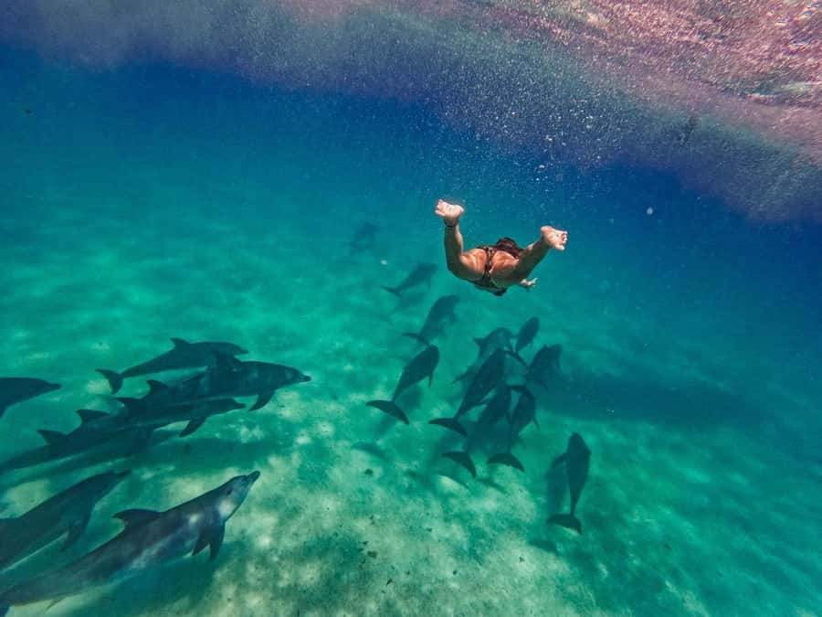 Dolphins tour and turtles swimming in kizimkazi - Why Kizimkazi makes a good starting point