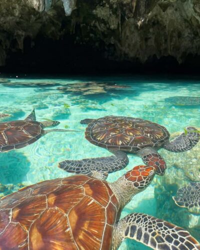 Dolphins tour and turtles swimming in kizimkazi