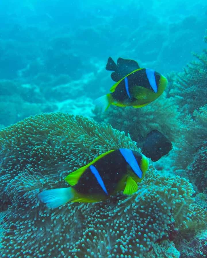 Dolphins tour + mnemba island snorkeling + salaam turles - Snorkeling in the Mnemba marine area