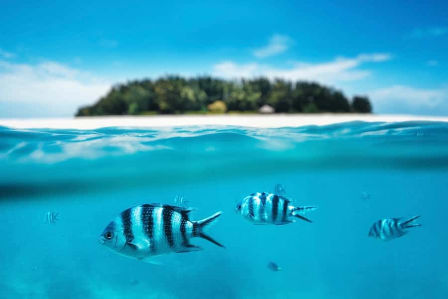 Dolphins tour + mnemba island snorkeling + salaam turles - Understanding the private Mnemba Island issue