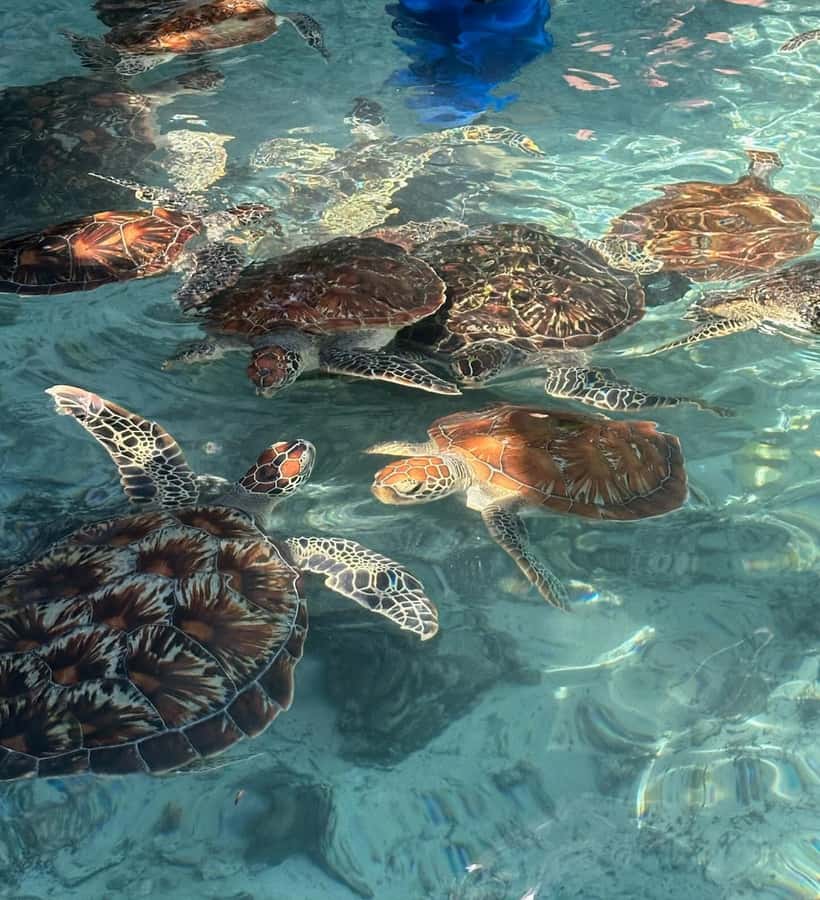 Dolphins tour + mnemba island snorkeling + salaam turles - Boat time, group size, and language support