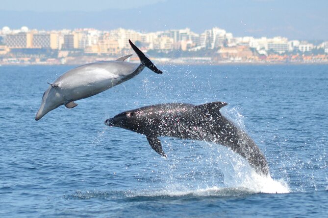 Dolphins Watching - Key Points Before You Book