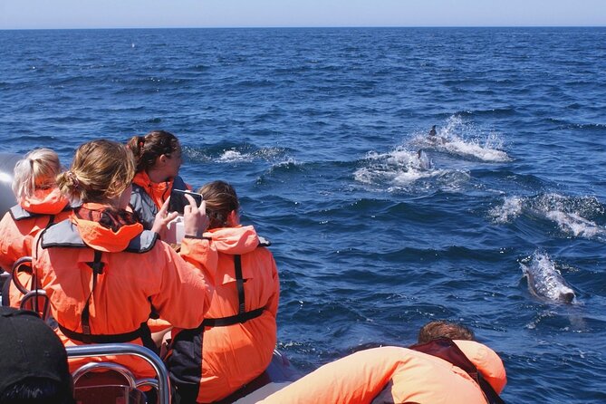 Dolphins Watching - Leaving from Marina de Portimão