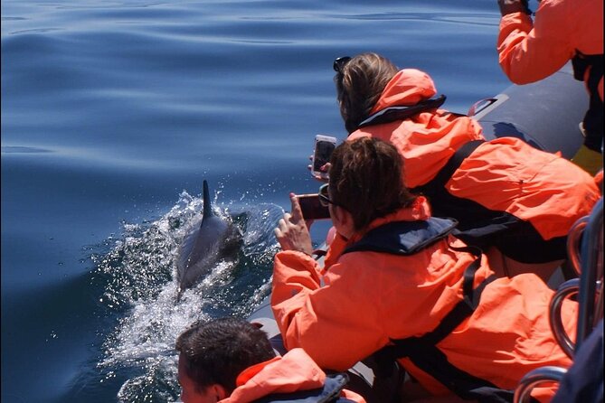 Dolphins Watching - What the 90 Minutes to Two Hours Feels Like