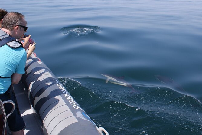 Dolphins Watching - Weather Can Change the Plan