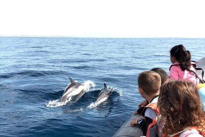 Dolphins Watching - Price and Overall Value at $42.24