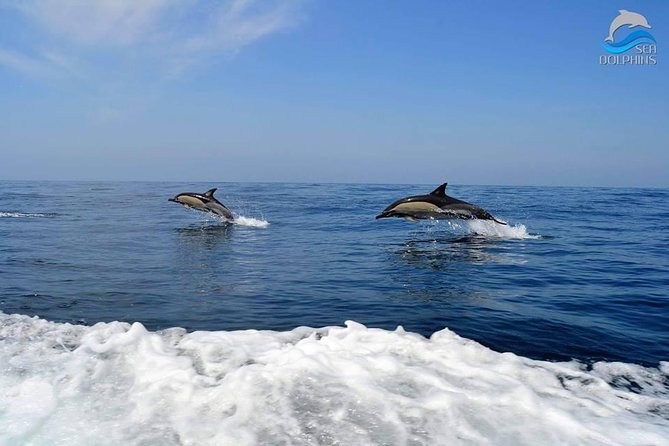 Dolphins Watching - Who Will Enjoy This Most