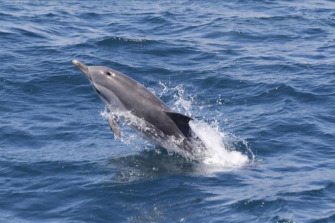 Dolphins Watching in Gibraltar - Day Trip from Seville - Key points to know before booking