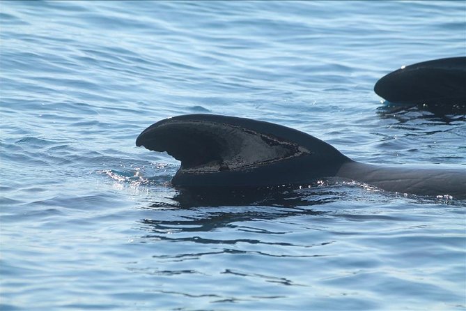 Dolphins Watching in Gibraltar - Day Trip from Seville - The real appeal: dolphins beyond Seville