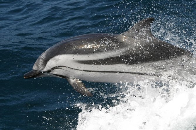 Dolphins Watching in Gibraltar - Day Trip from Seville - Gibraltar access and the border reminder