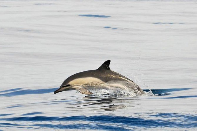 Dolphins Watching in Gibraltar - Day Trip from Seville - What the $130.97 price really buys