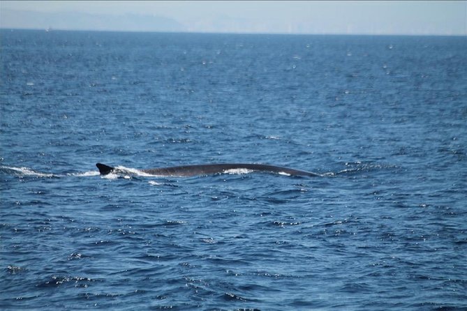 Dolphins Watching in Gibraltar - Day Trip from Seville - Who will enjoy this most