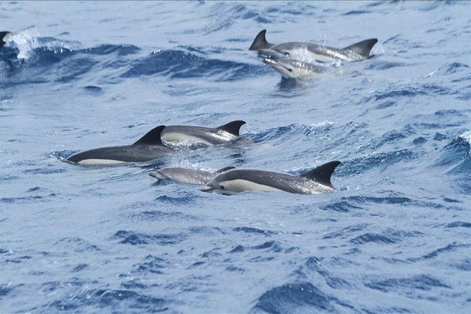 Dolphins Watching in Gibraltar - Day Trip from Seville - Tarifa and the two-hour wildlife cruise