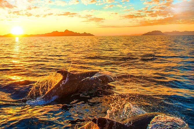 Dolphins Watching in the National Park Brijuni from Pula - Leaving Pula at 5:30 pm