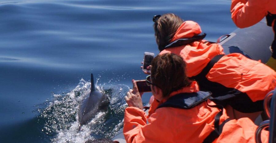 Dolphins Watching - Portimão - Key points at a glance