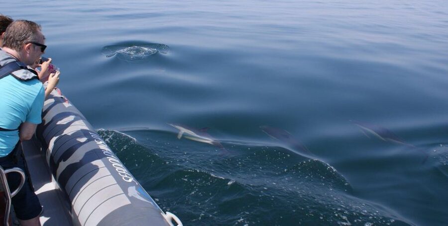 Dolphins Watching - Portimão - FAQ