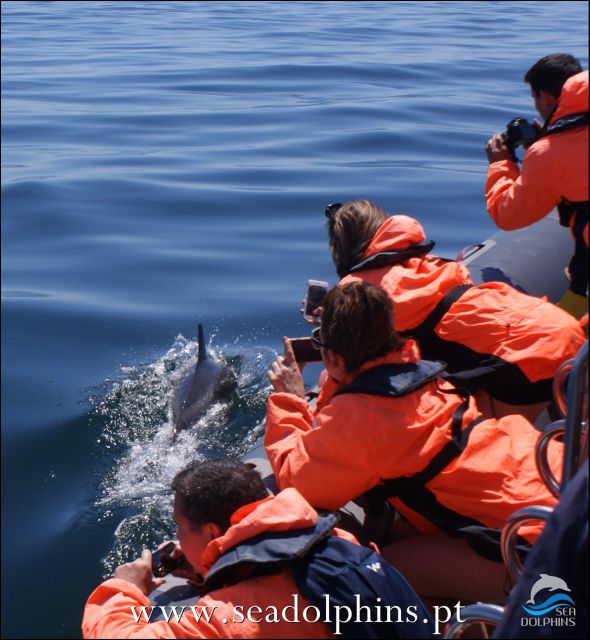 Dolphins Watching - Portimão - Setting out from Praia da Rocha