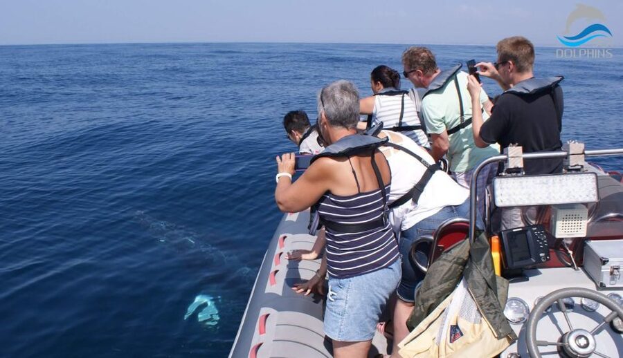 Dolphins Watching - Portimão - What $41 gets you