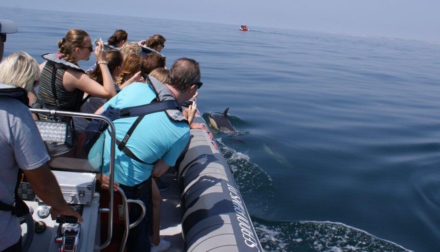 Dolphins Watching - Portimão - Who should book this dolphin trip