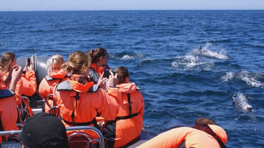 Dolphins Watching - Portimão - Useful timing and booking details