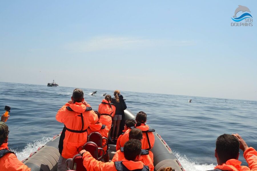 Dolphins Watching - Portimão - Should you book it?