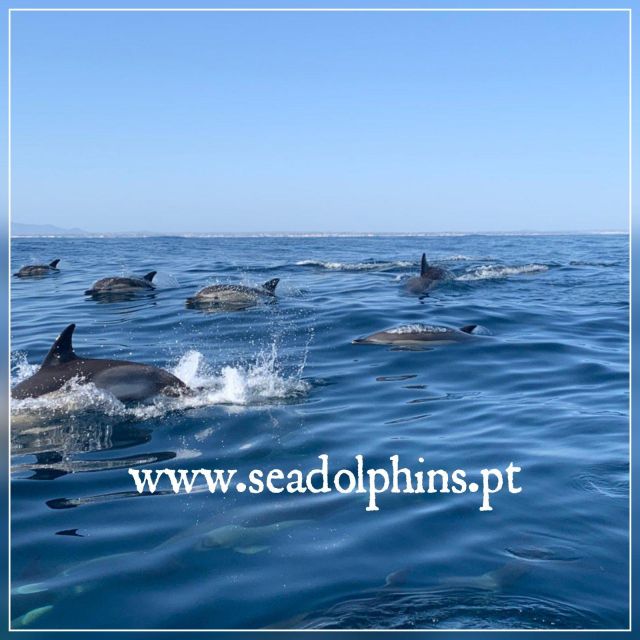 Dolphins Watching - Portimão - Searching for dolphins in open water