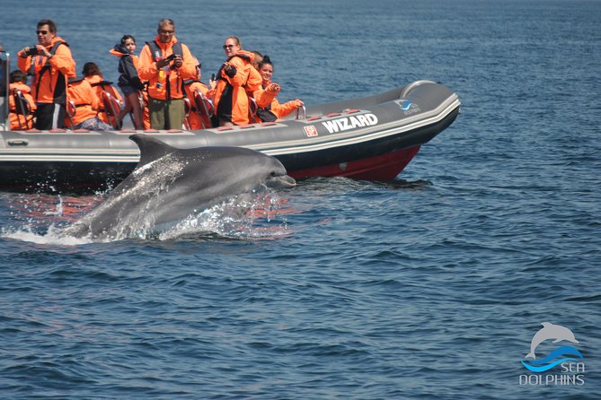 Dolphins Watching - Why the Wildlife Approach Matters