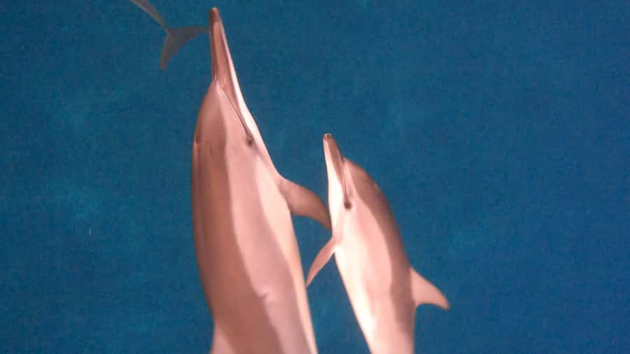 Dolphins & whale watching - Key points to know before booking