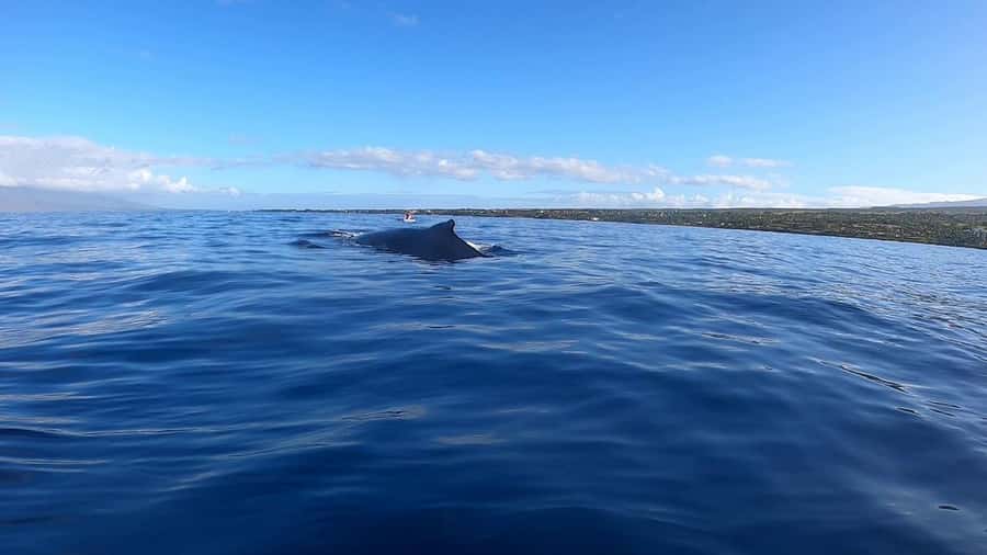 Dolphins & Whales, Private Tour Snorkeling - Key points to know before you book