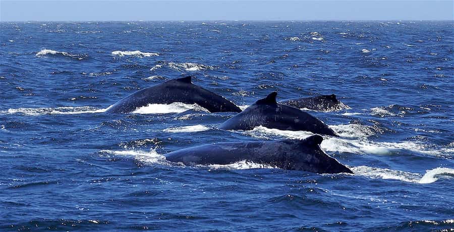 Dolphins & Whales, Private Tour Snorkeling - What the four-hour private trip is really like