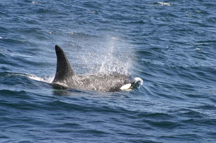 Dolphins & Whales, Private Tour Snorkeling - Dolphin watching and the question of swimming