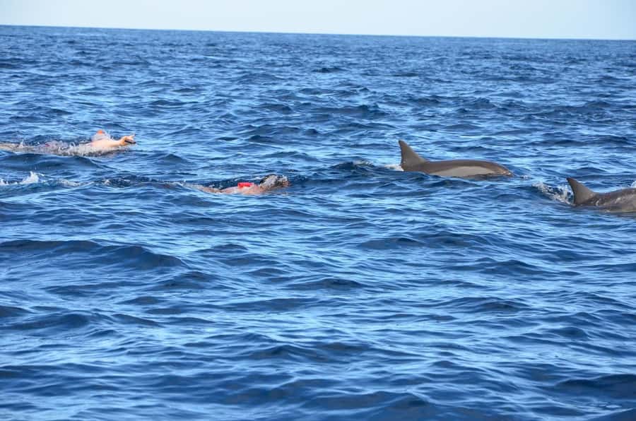 Dolphins & Whales, Private Tour Snorkeling - The guide can make or break the outing