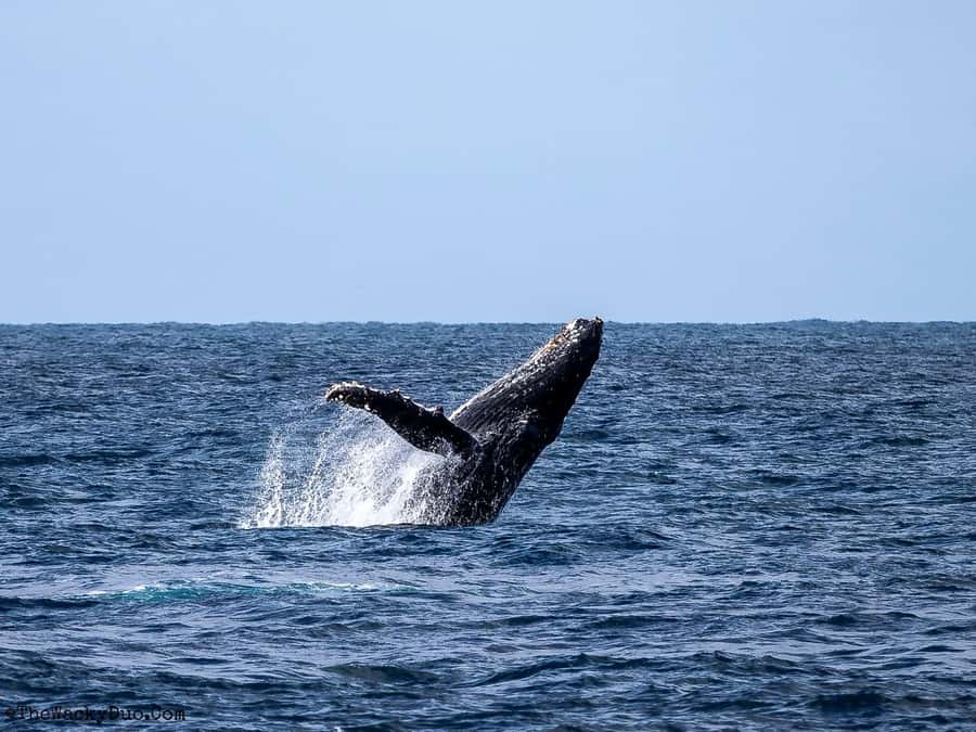 Dolphins & Whales, Private Tour Snorkeling - Leaving by speedboat and getting out to sea