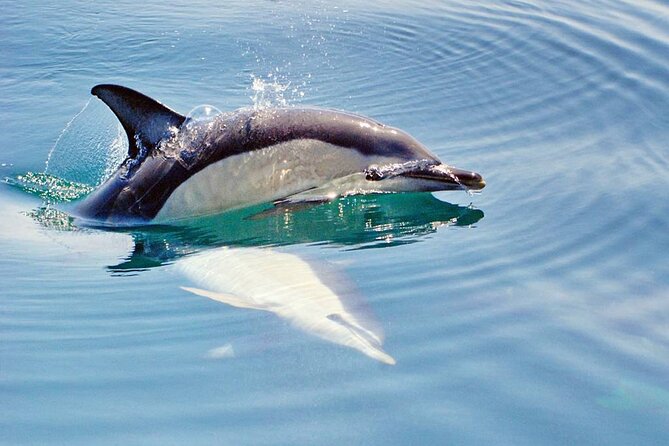 Dreamer Cave and Dolphins Boat Tour Ticket Albufeira - Is $42.14 a Fair Price?