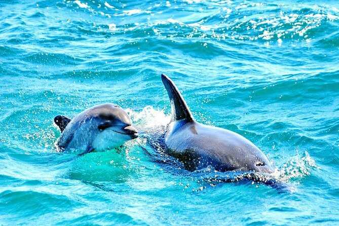Dreamer Cave and Dolphins Boat Tour Ticket Albufeira - Carvoeiro’s Caves from the Water