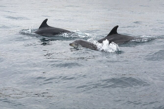 Dreamer Cave and Dolphins Boat Tour with Transport from Albufeira - Searching for dolphins in the open sea