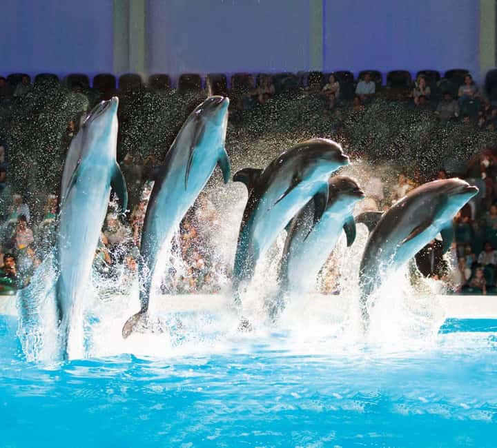 Dubai: Dubai Dolphinarium Dolphin, Seal & Bird Show Tickets - Key points to know before you go