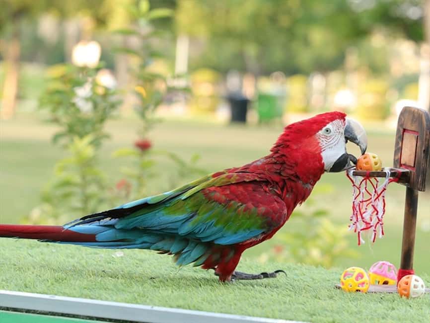 Dubai: Dubai Dolphinarium Dolphin, Seal & Bird Show Tickets - Arriving at Dubai Dolphinarium inside Creek Park