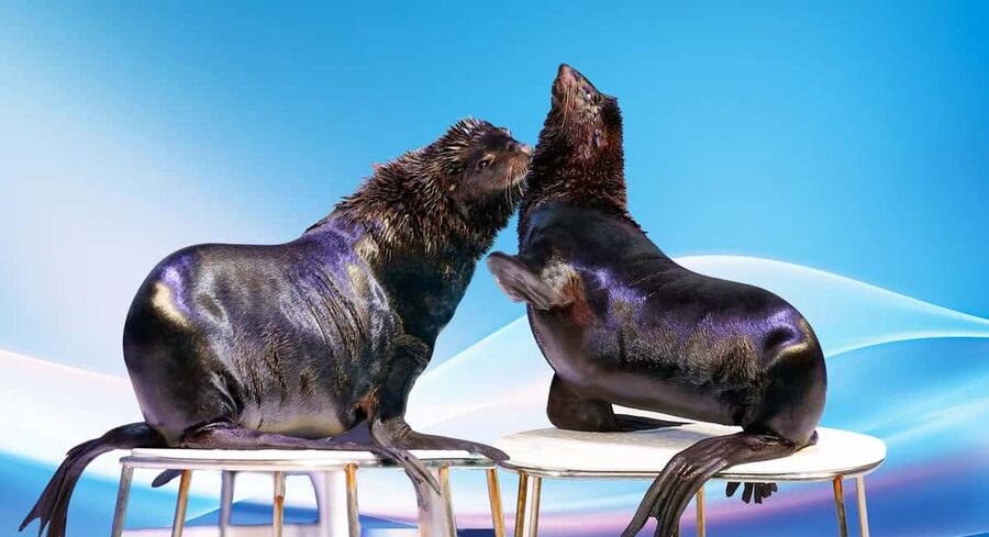 Dubai: Dubai Dolphinarium Dolphin, Seal & Bird Show Tickets - Seating, splashes, and the VIP question