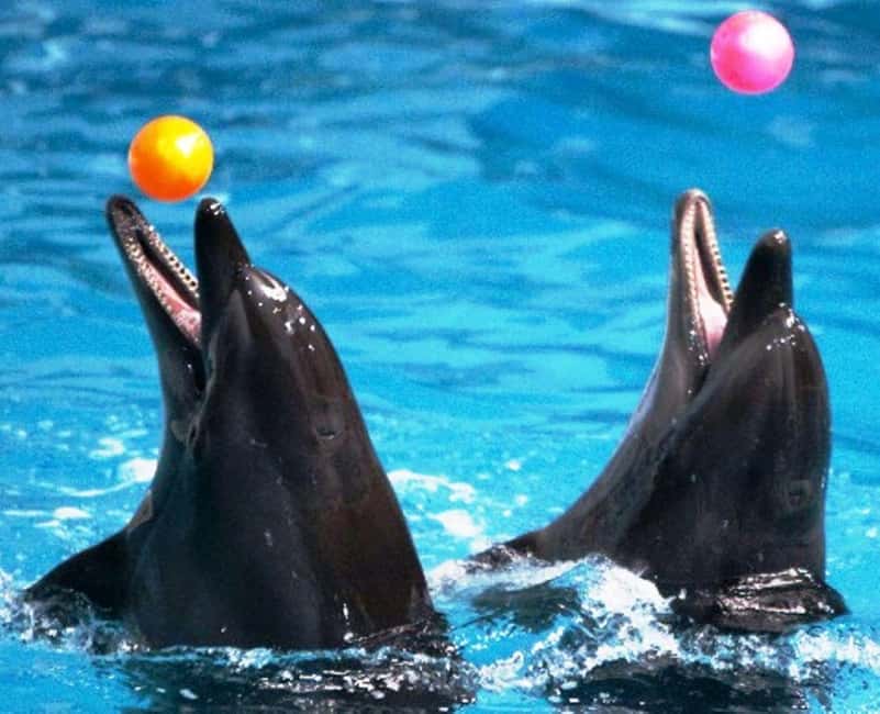 Dubai: Dubai Dolphinarium Dolphin, Seal & Bird Show Tickets - A family outing with a few boundaries
