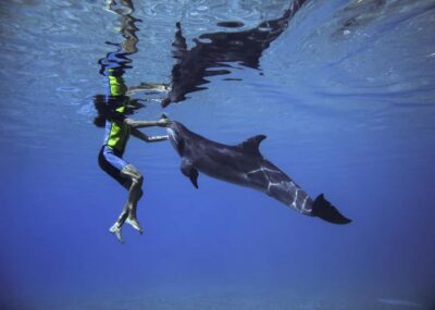 Swim with Dolphins at Atlantis Waterpark