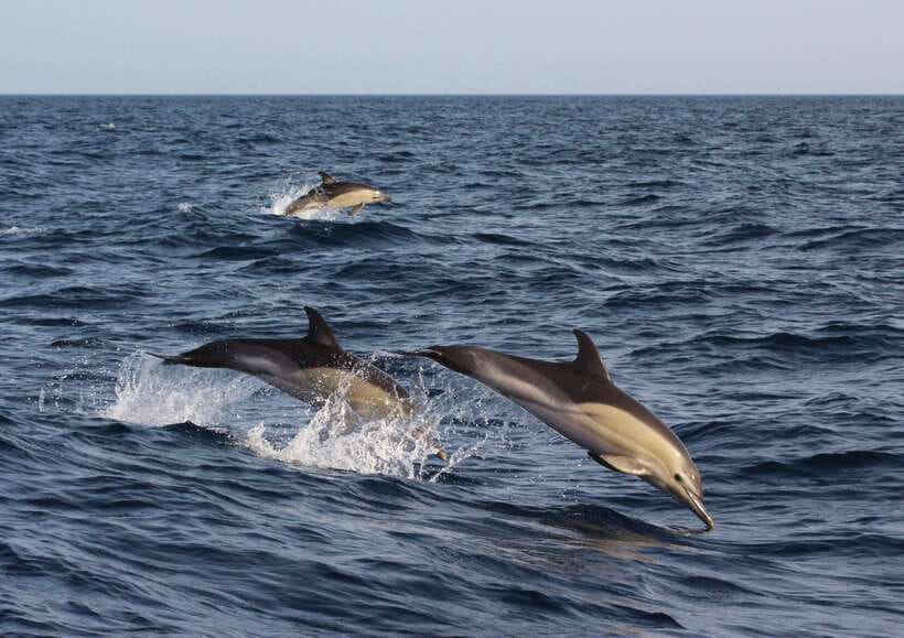 Dumaguete: Dolphin Watching & Manjuyod Sandbar Private Tour - Searching for wild dolphins in Bais Bay