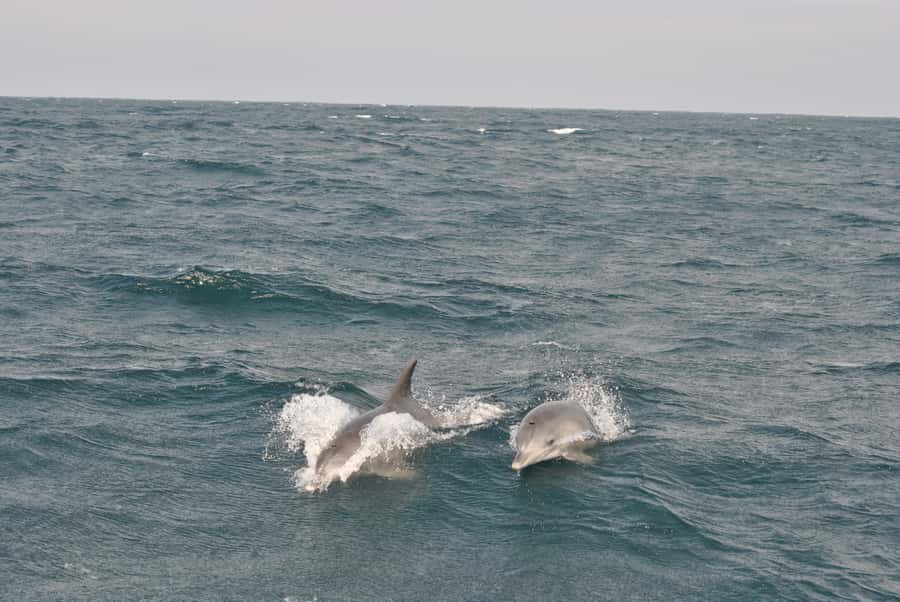 Durban: Durban: Whale and Dolphin Watching Boat Tour - Dolphins and the rest of the wildlife