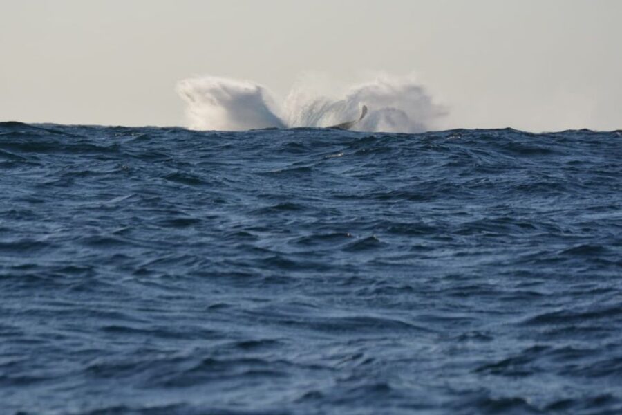 Durban: Durban: Whale and Dolphin Watching Boat Tour - What the $102 price really buys