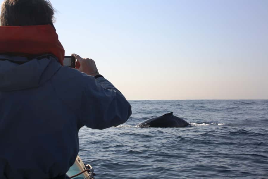 Durban: Durban: Whale and Dolphin Watching Boat Tour - Choosing the best time and conditions