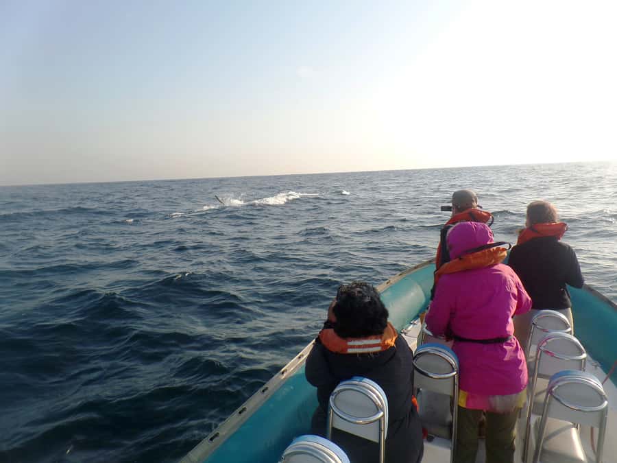 Durban: Durban: Whale and Dolphin Watching Boat Tour - Who will enjoy this most